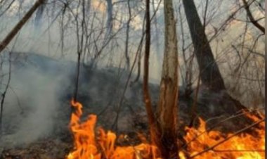 कैलिफोर्निया में भीषण आग, हजारों लोगों को निकाला गया