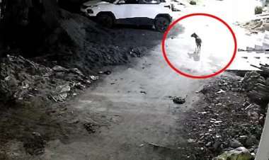 आगर रोड की कालोनियों में सियार दिखने से हड़कंप:वन विभाग की टीम पहुंची पकड़ने