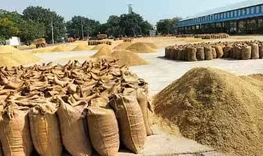 छत्तीसगढ़-सूरजपुर के गांव की सड़क पर उगती है धान, कई वर्षों से मंडी में हितग्राही बेच रहा अनाज