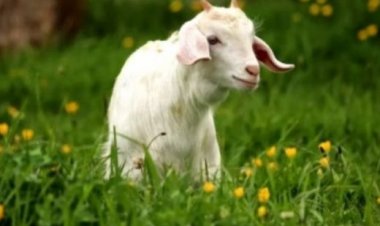 मंगोलिया में 70 साल बाद बकरियों में फैला कैप्रिन प्लुरोनिमोनिया नामक संक्रामक रोग