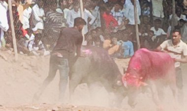 बुरहानपुर में पुलिस देगी हेला मालिकों को समझाईश:टीआई बोले- टक्कर न कराएं, अगर नहीं माने तो कार्रवाई होगी