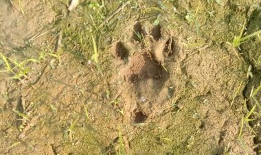 मानपुर में बाघिन और शावक की मूवमेंट:15 अधिकारी-कर्मचारी गांव में तैनात, सुरक्षा के लिए कराई जा रही मुनादी