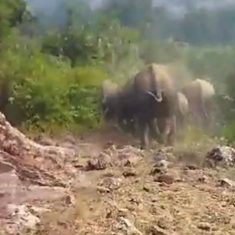 बाणसागर क्षेत्र में हाथियों का मूवमेंट:खेतों में लगी फसलों को चौपट कर रहे, सतना जिले की सीमा में बसे गांव में प्रभाव