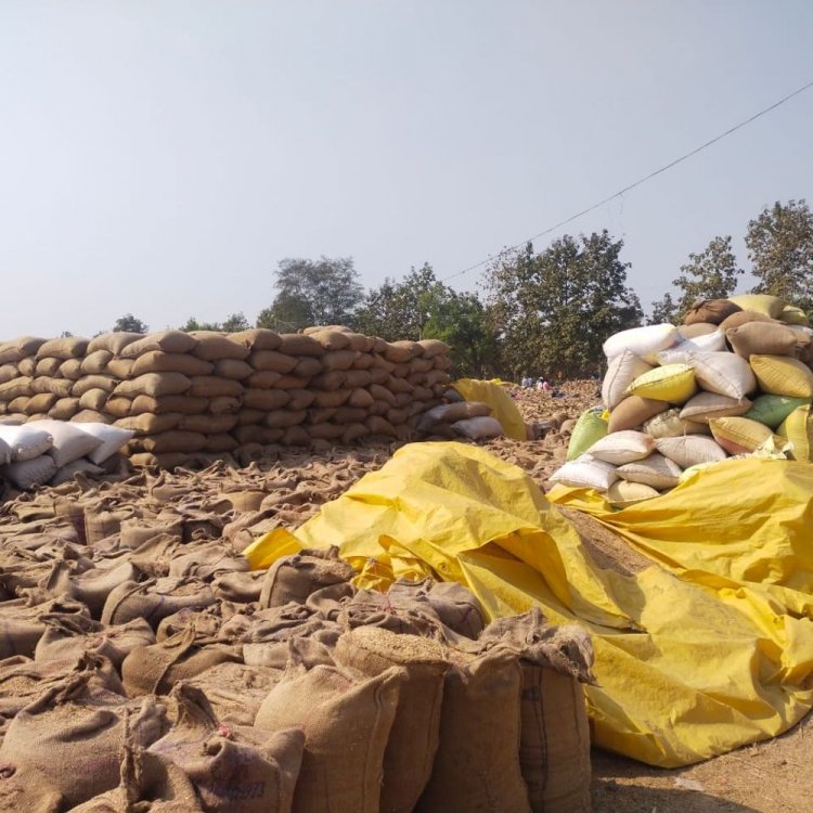 सिवनी में उपार्जन केंद्रों में धान का परिवहन हुआ धीमा:52 हजार 989 किसानों ने कराया है रजिस्ट्रेशन, 2.80 लाख मीट्रिक टन का है लक्ष्य