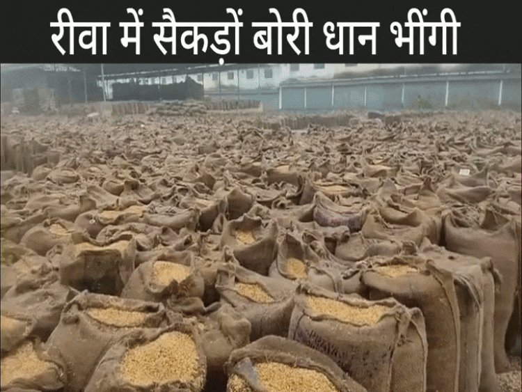 रीवा में मावठे की बारिश, ठंड बढ़ने के आसार:सैकड़ों बोरी धान भीगी, पहले से थी पानी गिरने की संभावना फिर भी नहीं की व्यवस्था