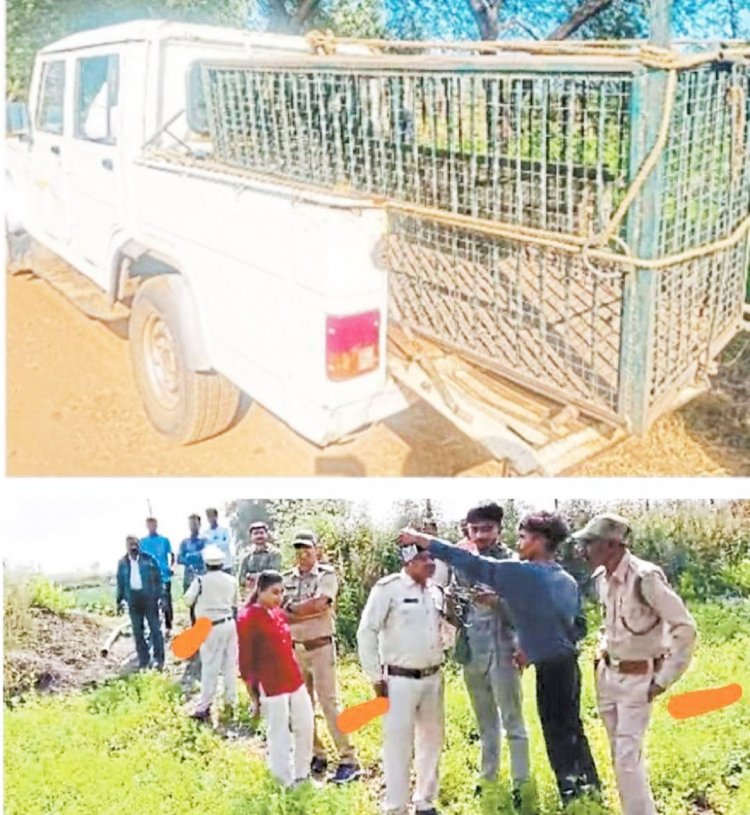 वन विभाग एक पिंजरा लिए अपने हाथों को जेब में डालकर बाघ को ढूंढते रहे