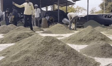 बड़वानी में सौंफ किसानों पर दोहरी मार:नमी का हवाला देकर व्यापारी कम कर रहे भाव; लागत भी नहीं निकल रही