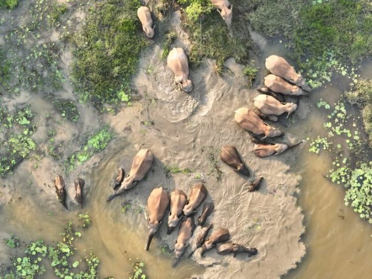 तालाब में ठंडक का मजा ले रहा हाथियों का समूह, वन मंत्री ने किया पोस्ट