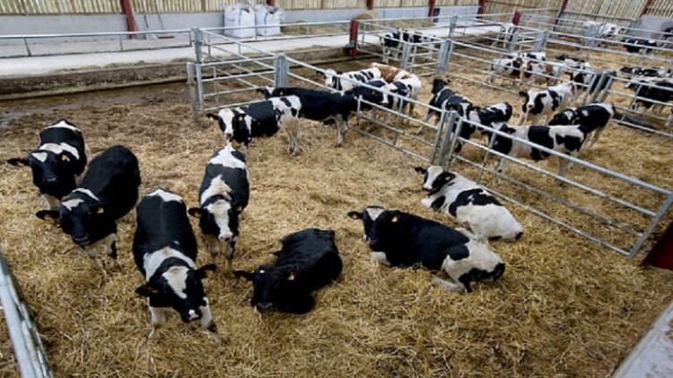 डेयरी खोलने पर अब 5 करोड़ तक की सब्सिडी देने जा रही है इस राज्य की सरकार