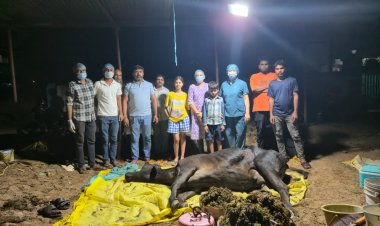 सर्जरी द्वारा गाय के पेट से निकाली गई लगभग 80 किलो पॉलीथीन