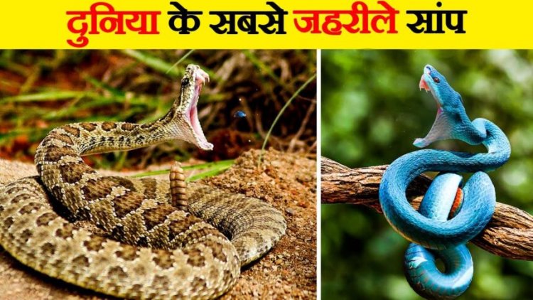 जानिए दुनिया के 5 सबसे खतरनाक सांप — एक काट में मौत की 10 गुना क्षमता”
