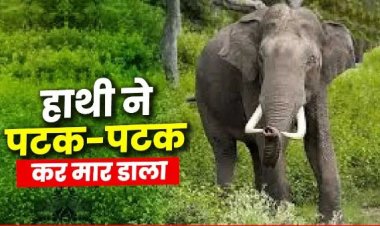 हाथियों का आतंक : तीन लोगों को कुचला, महिला-पुरुष और मासूम बच्चे की मौके पर ही मौत