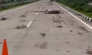 CG – सड़क पर बिछी लाशें : तेज रफ्तार वाहन ने मवेशियों को कुचला, 25 गायों की मौत, गौ रक्षकों में भारी आक्रोश