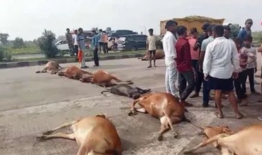 गौवंशों के खून से फिर लाल हुआ नेशनल हाइवे, गौसेवकों ने लाश को सड़क पर रखकर किया चक्काजाम…