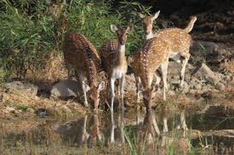 मृत अवस्था में मिला चीतल : शिकारी की जानकारी देने वाले को मिलेगा 10 हजार का का इनाम