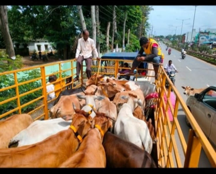 सड़क सुरक्षा को ध्यान में रखते हुए पशुओं को लगाए जा रहे रेडियम बेल्ट
