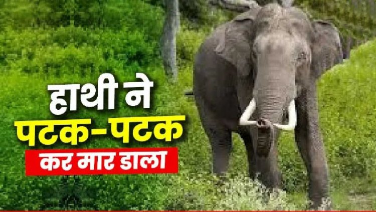 हाथियों का आतंक : तीन लोगों को कुचला, महिला-पुरुष और मासूम बच्चे की मौके पर ही मौत