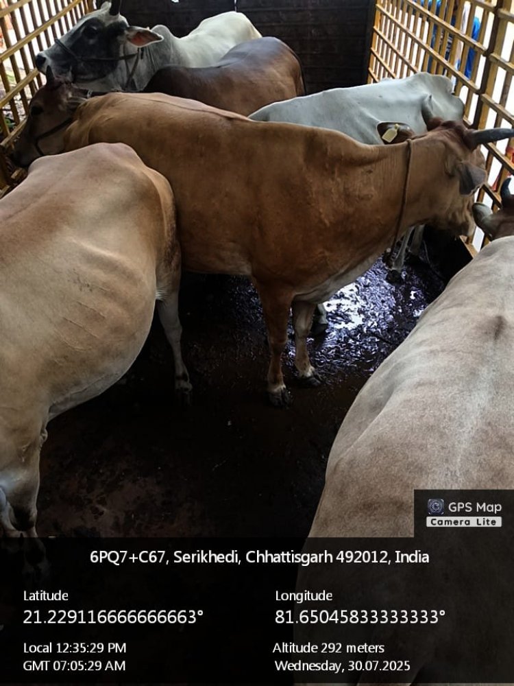 निगम रायपुर द्वारा सड़क मार्गो से आवारा पशुओं की धरपकड़ कर गौठानो में निरंतरता से भेजा जा रहा