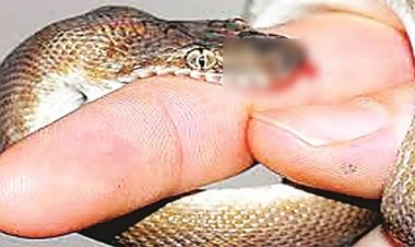 CG NEWS : सांप के काटने से भाई बहन की मौत, गांव में पसरा मातम