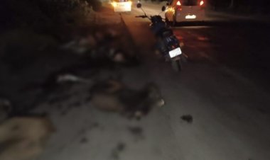 Chhattisgarh : सड़क पर फिर बिखरा दर्द, तेज रफ्तार ट्रेलर ने 19 गायों को रौंदा