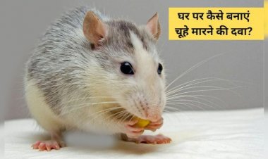 चूहों ने घर में मचाई तबाही? जानिए कैसे आप घर पर ही बना सकते हैं चूहों भगाने की असरदार दवा