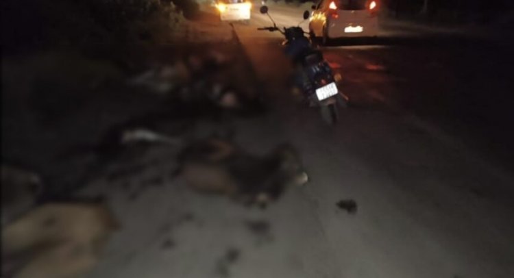 Chhattisgarh : सड़क पर फिर बिखरा दर्द, तेज रफ्तार ट्रेलर ने 19 गायों को रौंदा