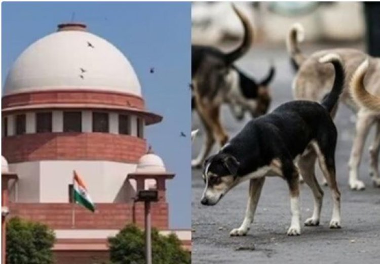“कुत्ते रहेंगे सड़क पर या शेल्टर में? आज सुप्रीम कोर्ट करेगा साफ़”