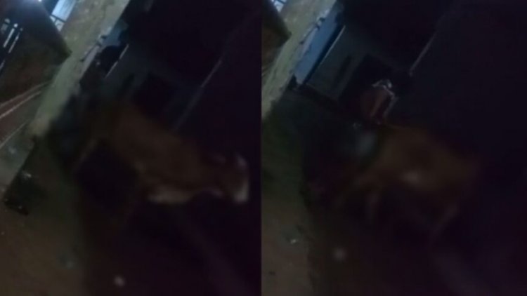 Chhattisgarh : मानवता शर्मसार; युवक ने गौवंश से किया दुष्कर्म