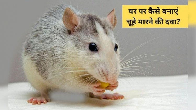 चूहों ने घर में मचाई तबाही? जानिए कैसे आप घर पर ही बना सकते हैं चूहों भगाने की असरदार दवा