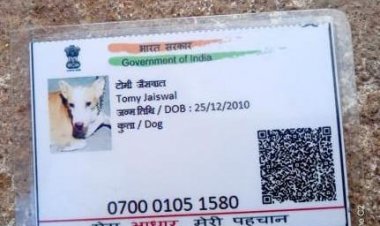 Dog Aadhar Card: अजब-गजब कारनामे…. बना कुत्ते का आधार कार्ड, नाम टॉमी जैसवाल