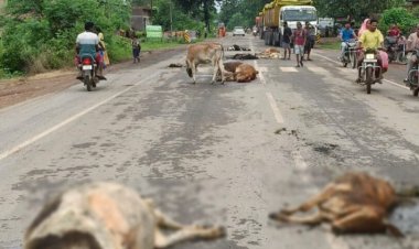 CG : सड़क पर बैठे मवेशियों को अज्ञात वाहन ने मारी टक्कर, 8 गायों की मौत, 2 घायल