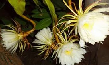 ब्रह्म कमल के फूल को देखने मात्र से ही मनोकामनाएं पूर्ण हो जाती हैं। 