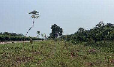 छत्तीसगढ़ के राष्ट्रीय राजमार्ग बन रहे ग्रीन कॉरिडोर