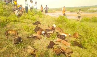 BREAKING : आकाशीय बिजली गिरने से 27 मवेशियों की मौत, 3 परिवारों की आजीविका संकट में