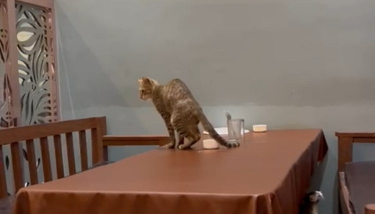 ढाबा में बिल्ली ने किया खाने की कटोरी में किया मल मूत्र : वीडियो हुआ वायरल