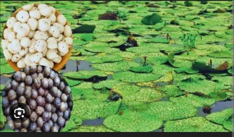 धान के कटोरे से सुपर फूड की ओर : मखाना की खेती बनी महिलाओं के लिए समृद्धि की आधार