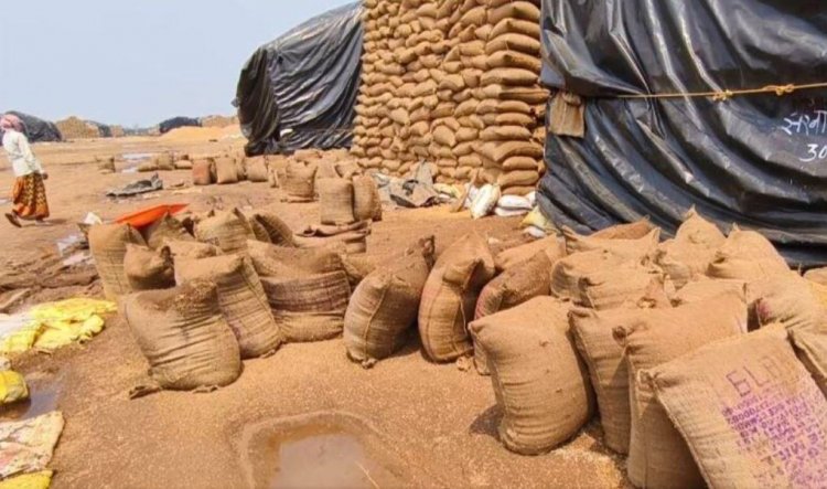 CG : धान खरीदी के लिए एग्रीस्टैक पोर्टल में पंजीयन अनिवार्य, 31 अक्टूबर तक पंजीयन करा सकेंगे किसान