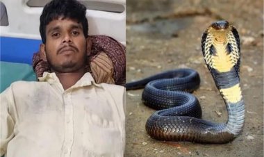 कोबरा के डसने पर युवक ने लिया बदला, दांतों से चबा डाला फन, सांप ने तोड़ा दम