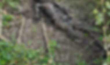 यहां झाड़ियों में मिला नर कंकाल, इलाके में फैली सनसनी, जांच में जुटी पुलिस