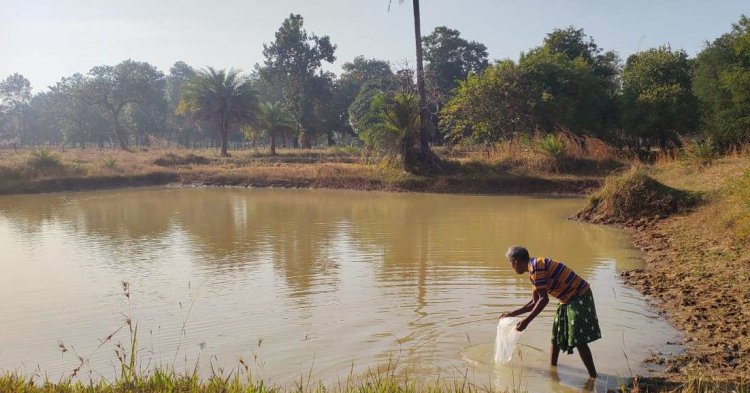 बड़ेबंजोड़ा में मनरेगा डबरी बनी आजीविका का आधार, हितग्राहियों को मिला झींगा बीज