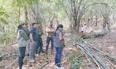 बस्तर में शांति का नया अध्याय, नक्सल मुक्त इलाकों में वानिकी बन रहा रोजगार का प्रमुख जरिया