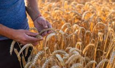 अब 4 और 5 फरवरी को खरीदा जाएगा किसानों का धान