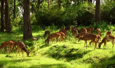 बारनवापारा अभयारण्य : जहां हर कदम पर है प्रकृति का रोमांच