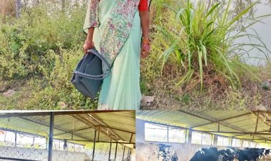 मछली पालन से बदली लक्ष्मी की जिंदगी, सढ़ौली की लक्ष्मी ठाकुर बनी आर्थिक सशक्तिकरण की मिसाल….