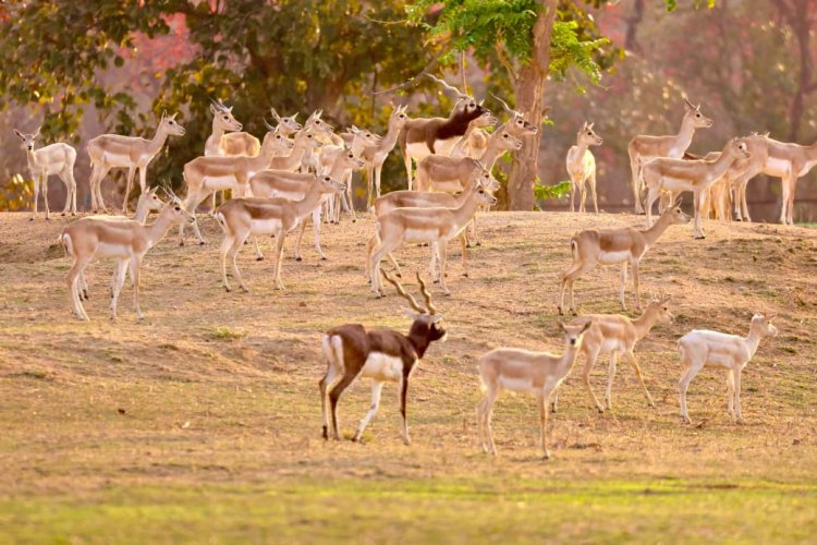 बारनवापारा अभयारण्य में काले हिरणों का वैज्ञानिक पद्धति से पुनर्स्थापन: दो चरणों में 34 हिरणों को प्राकृतिक आवास में छोड़ा गया सुरक्षित