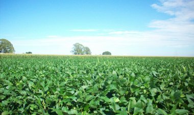 यूरिया का प्रभावी विकल्प बन रही हरी खाद, जशपुर में 600 हेक्टेयर में प्रदर्शन