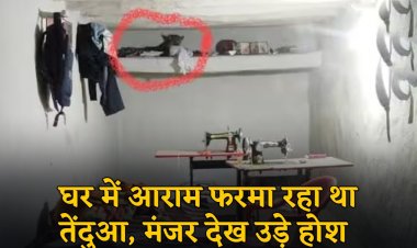 CG : घर में आराम फरमा रहा था तेंदुआ, मंजर देख उड़े होश, जान बचाकर भागे ग्रामीण