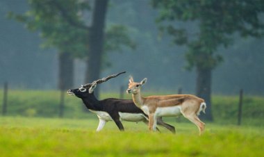 छत्तीसगढ़ का बरनवापारा अभयारण्य बना विलुप्ति के कगार पर पहुंचे काले हिरणों के पुनर्जीवन का मजबूत उदाहरण