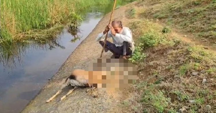 कुत्तों ने मचाया तांडव, मृत बकरी के पास बैठ कर रोते बिलखते रहा मालिक भावुक