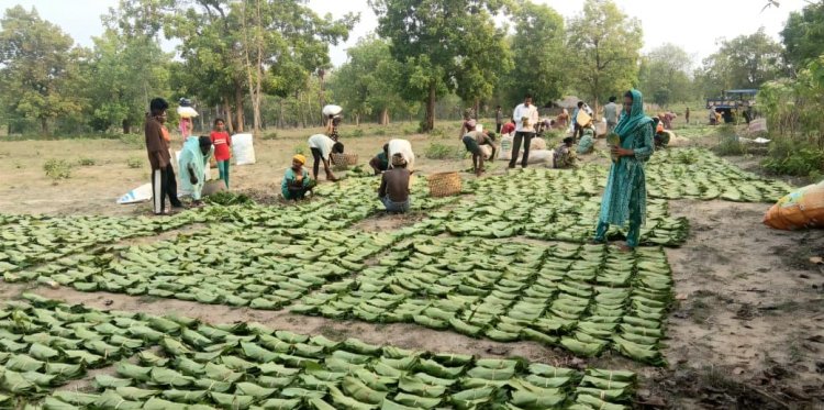 तेंदूपत्ता संग्रहण 2026: महासमुंद जिले में लक्ष्य के अनुरूप कार्य तेज